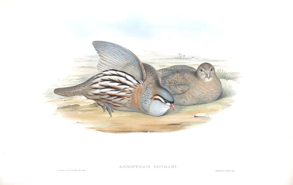 The whole sheet of volume VII, plate 1, with its engraved caption