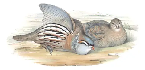 Volume VII, plate 1 of Gould's The Birds of Asia: See-see Partridge (Ammoperdix griseogularis)