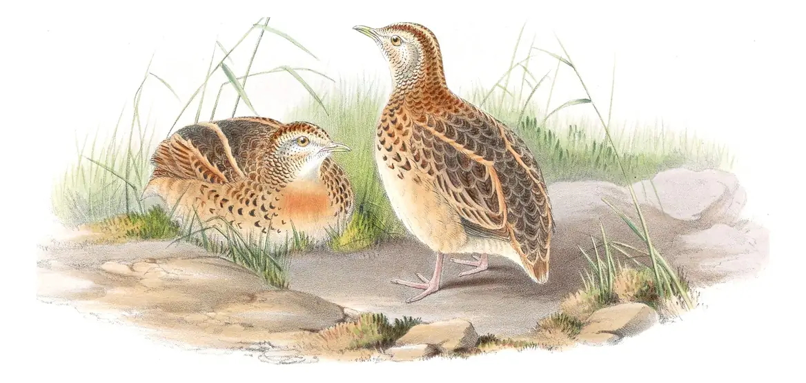 Volume VII, plate 10 of Gould's The Birds of Asia: Small Buttonquail (Turnix sylvaticus)