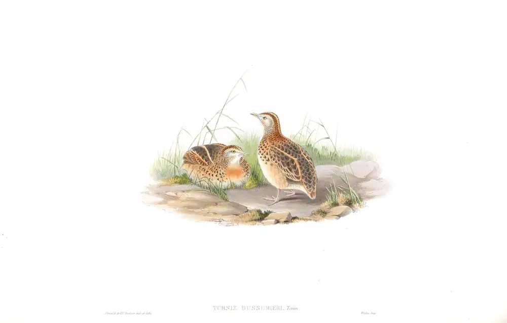 The whole sheet of volume VII, plate 10, with its engraved caption