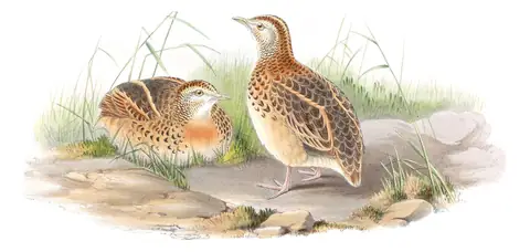Volume VII, plate 10 of Gould's The Birds of Asia: Small Buttonquail (Turnix sylvaticus)