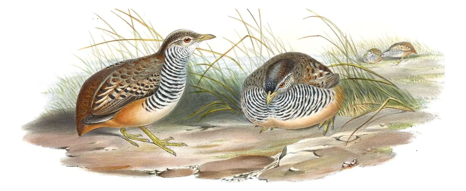 Volume VII, plate 11 of Gould's The Birds of Asia: Barred Buttonquail (Turnix suscitator)