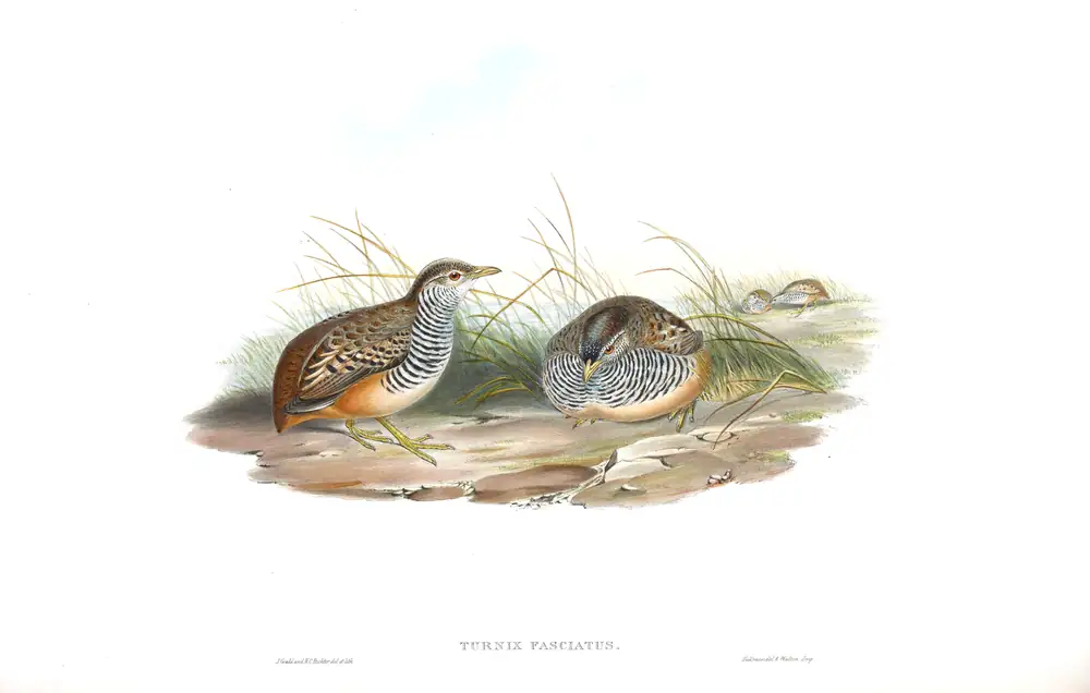 The whole sheet of volume VII, plate 11, with its engraved caption
