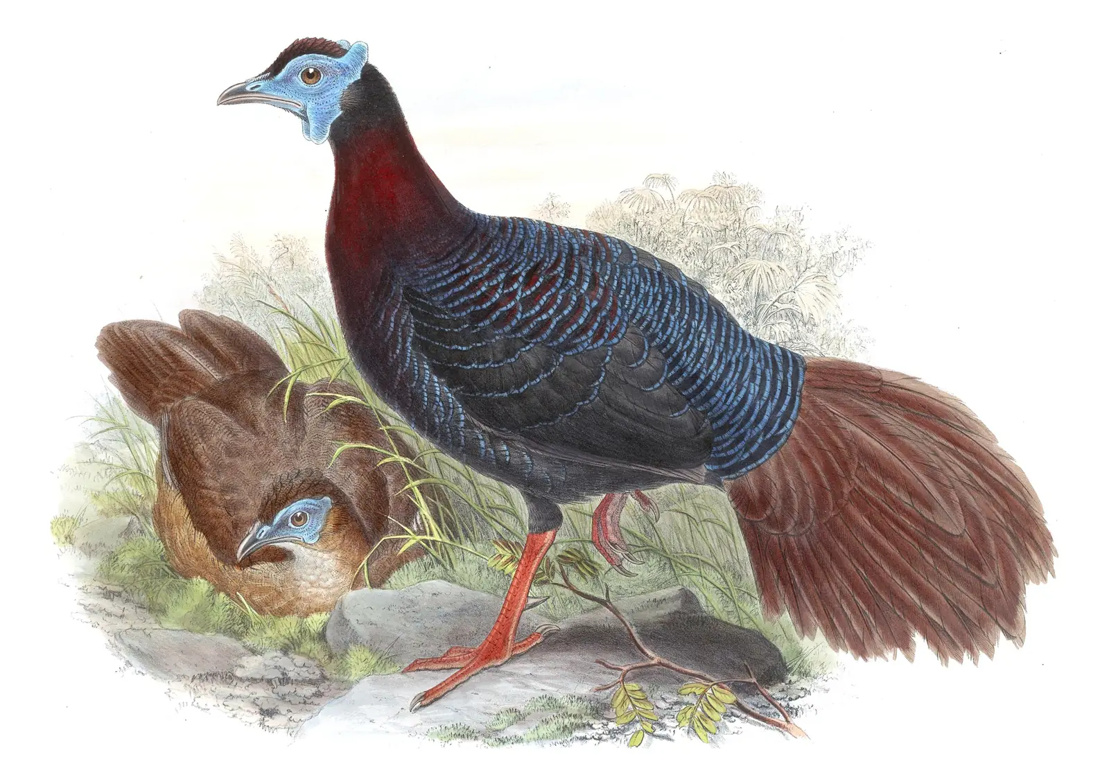 Volume VII, plate 12 of Gould's The Birds of Asia: Bulwer's Pheasant (Lophura bulweri)