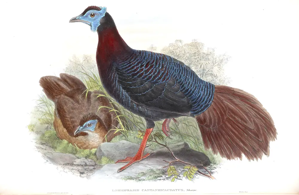 The whole sheet of volume VII, plate 12, with its engraved caption