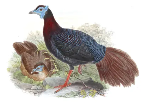 Volume VII, plate 12 of Gould's The Birds of Asia: Bulwer's Pheasant (Lophura bulweri)