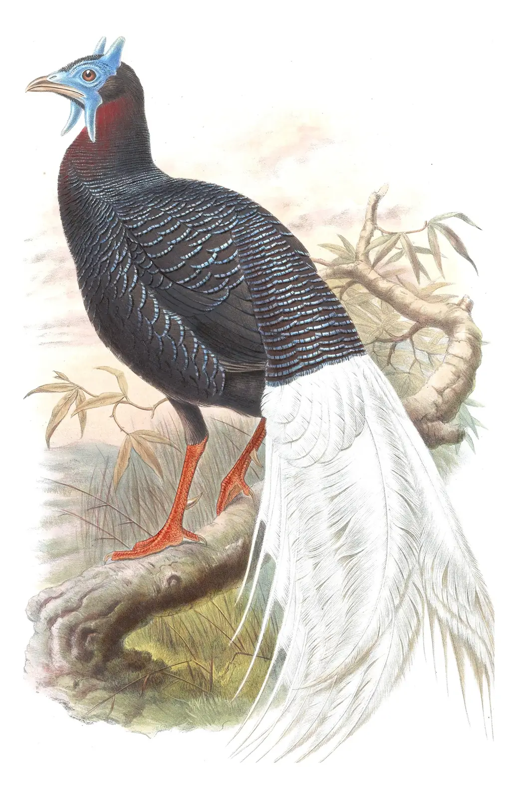 Volume VII, plate 13 of Gould's The Birds of Asia: Bulwer's Pheasant (Lophura bulweri)