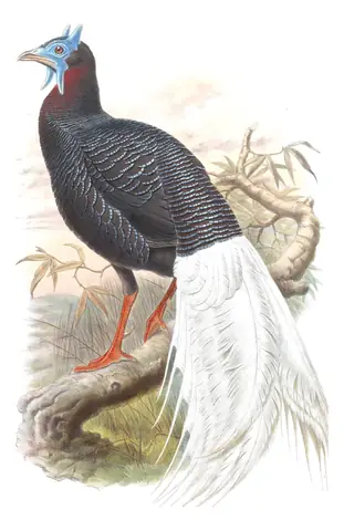 Volume VII, plate 13 of Gould's The Birds of Asia: Bulwer's Pheasant (Lophura bulweri)