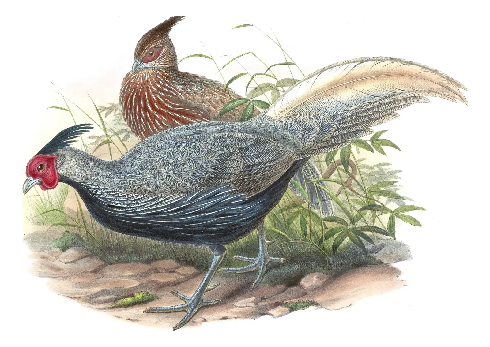 Volume VII, plate 14 of Gould's The Birds of Asia: Kalij Pheasant (Lophura leucomelanos)