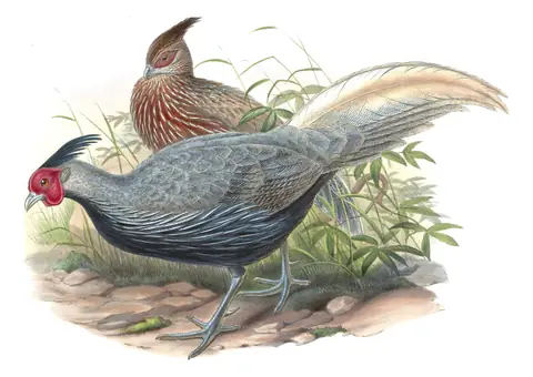 Volume VII, plate 14 of Gould's The Birds of Asia: Kalij Pheasant (Lophura leucomelanos)