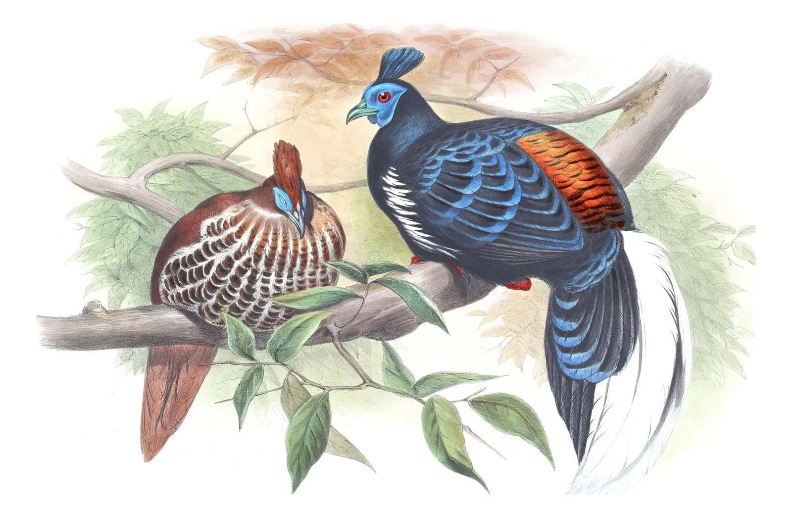 Volume VII, plate 15 of Gould's The Birds of Asia: Malayan Crested Fireback (Lophura rufa)