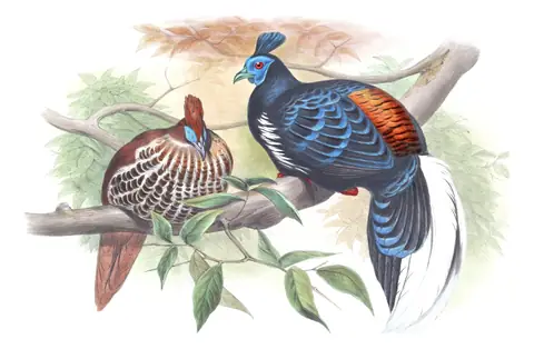 Volume VII, plate 15 of Gould's The Birds of Asia: Malayan Crested Fireback (Lophura rufa)