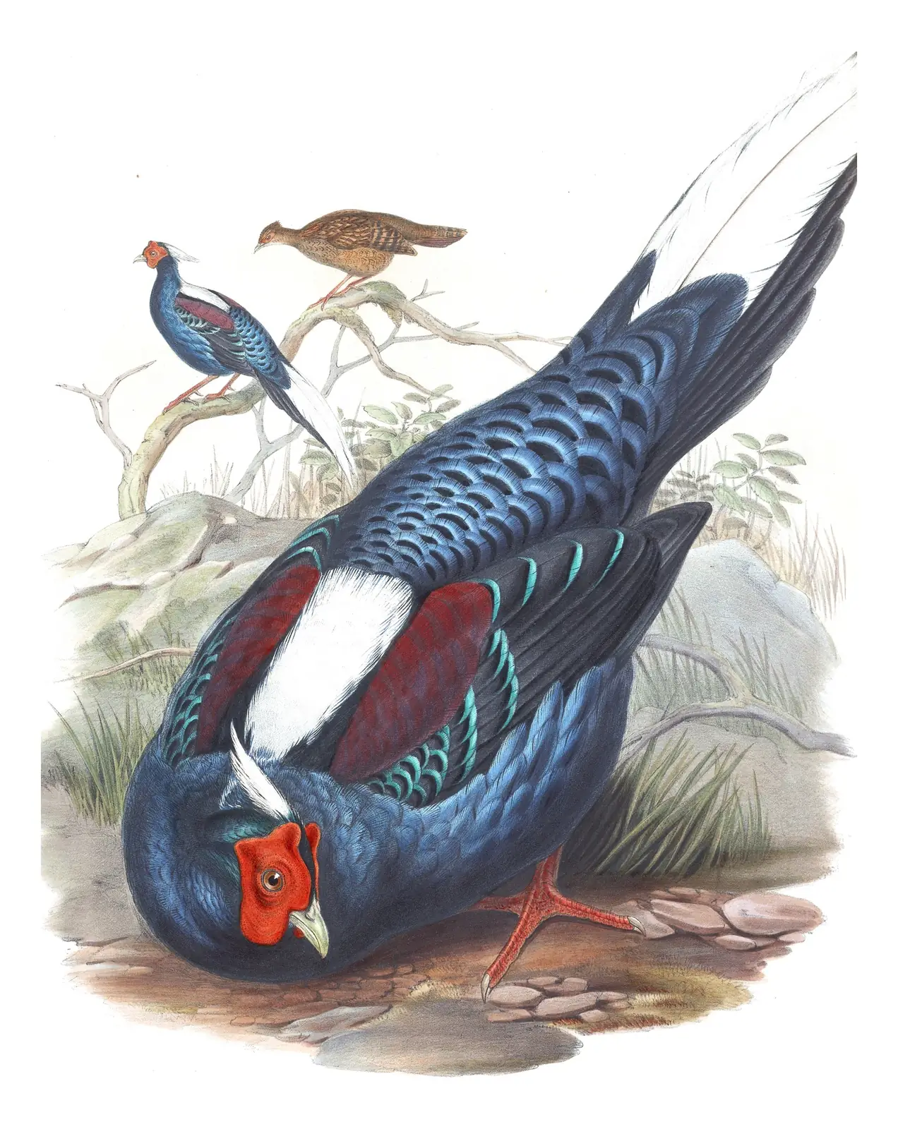 Volume VII, plate 16 of Gould's The Birds of Asia: Swinhoe's Pheasant (Lophura swinhoii)