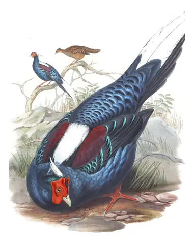 Volume VII, plate 16 of Gould's The Birds of Asia: Swinhoe's Pheasant (Lophura swinhoii)