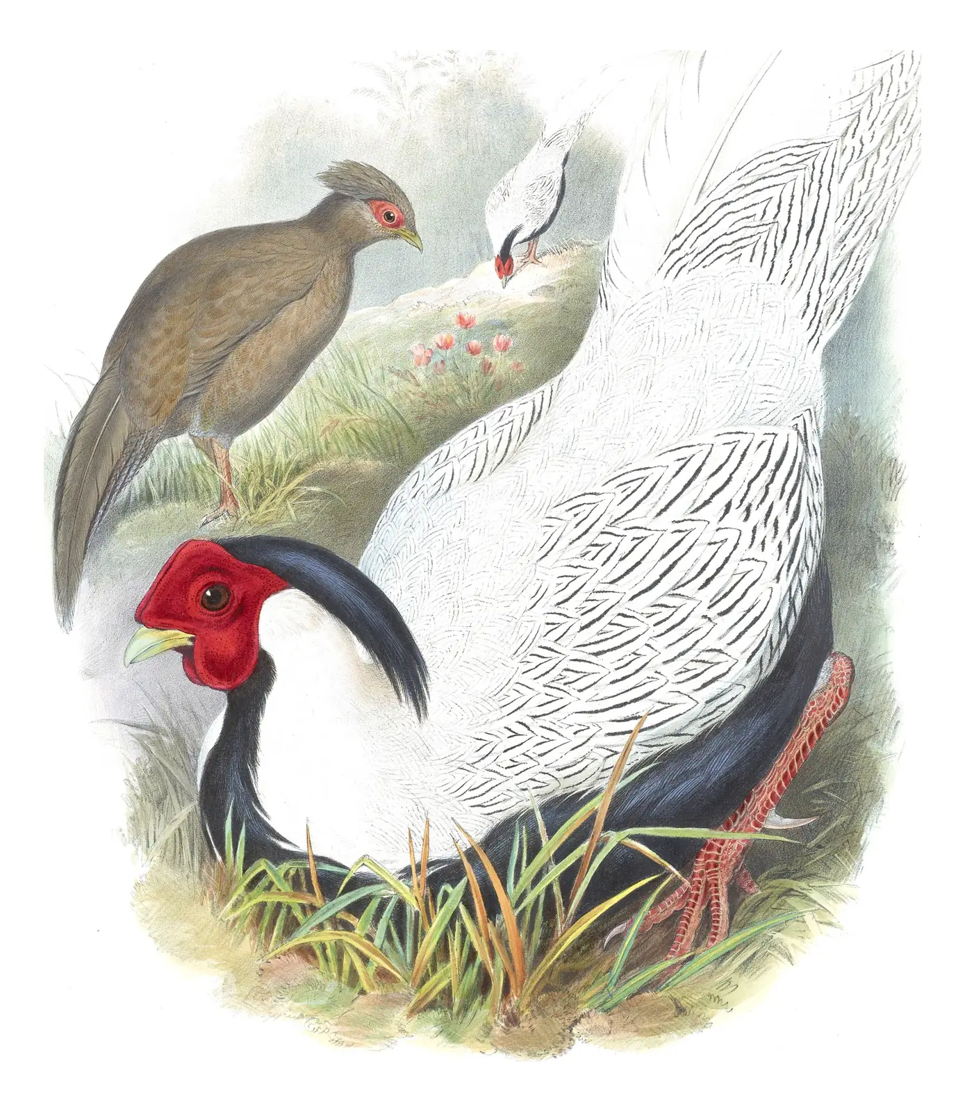 Volume VII, plate 17 of Gould's The Birds of Asia: Silver Pheasant (Lophura nycthemera)