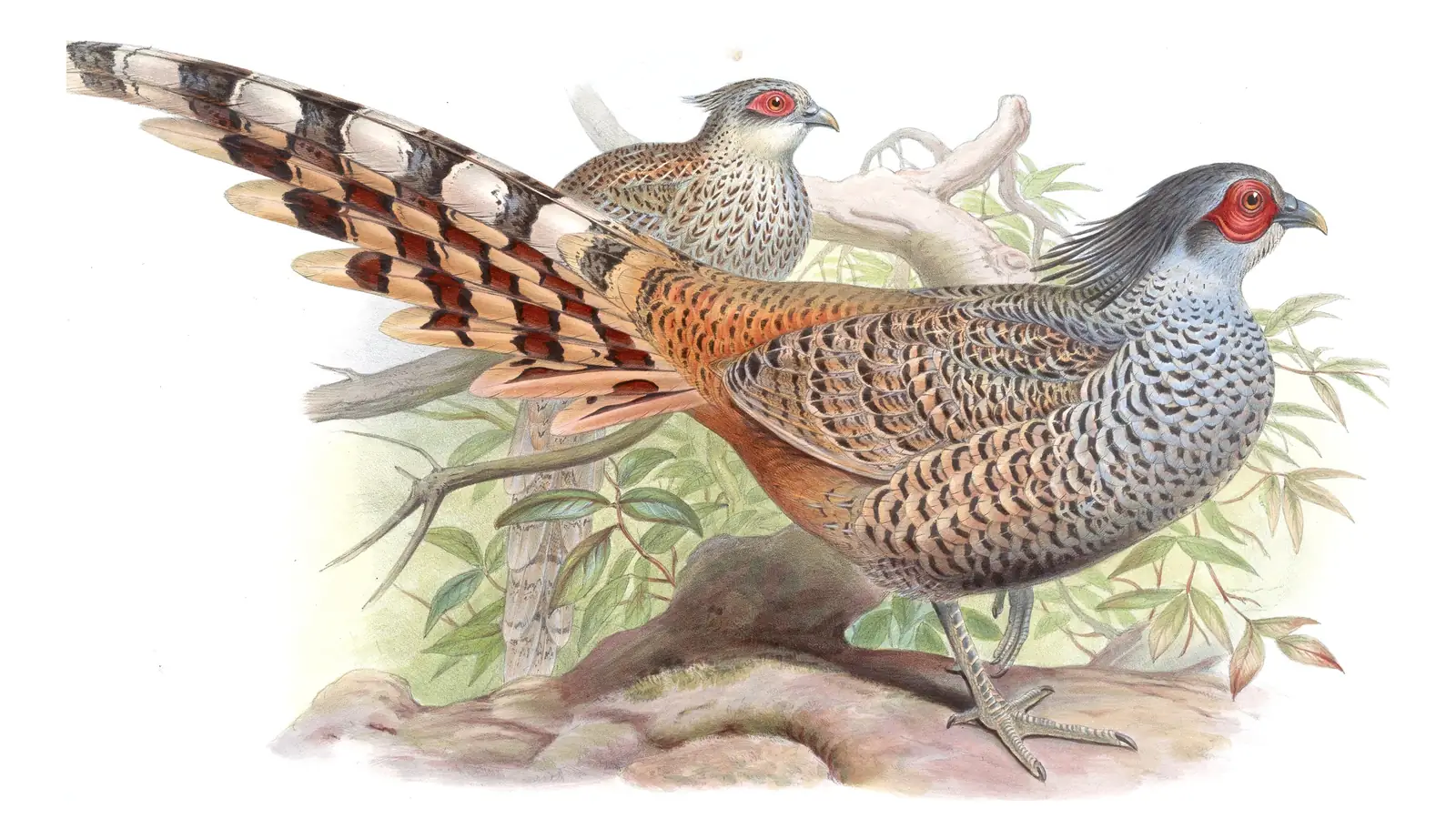 Volume VII, plate 18 of Gould's The Birds of Asia: Cheer Pheasant (Catreus wallichii)