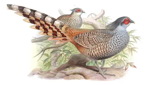 Volume VII, plate 18 of Gould's The Birds of Asia: Cheer Pheasant (Catreus wallichii)
