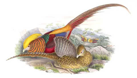 Volume VII, plate 19 of Gould's The Birds of Asia: Golden Pheasant (Chrysolophus pictus)