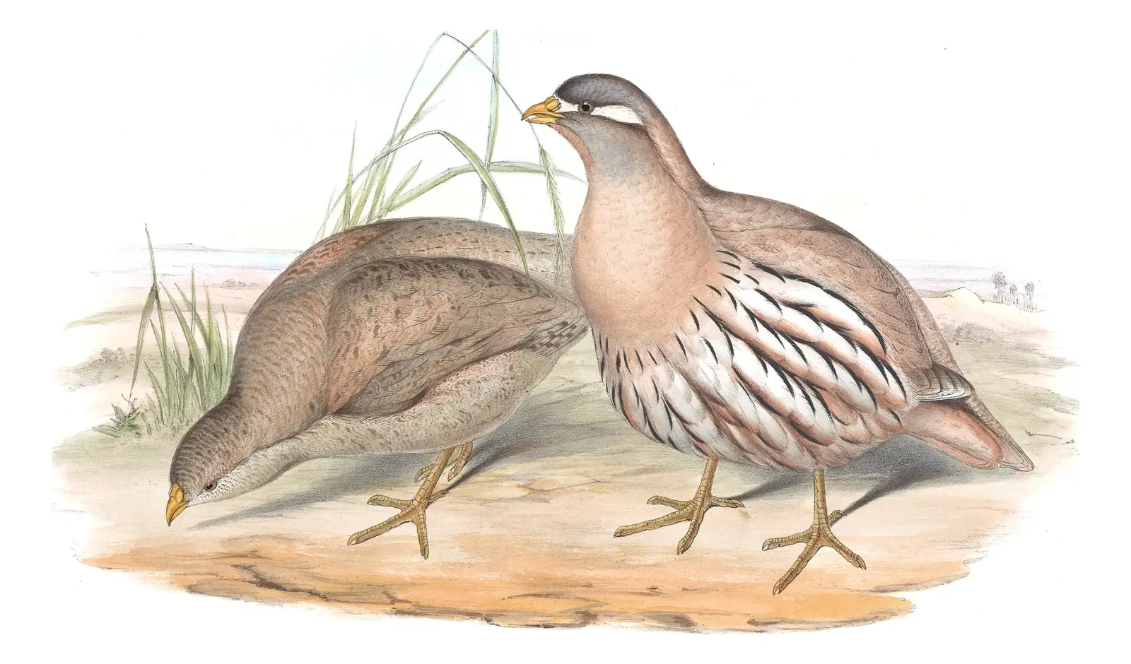Volume VII, plate 2 of Gould's The Birds of Asia: Sand Partridge (Ammoperdix heyi)
