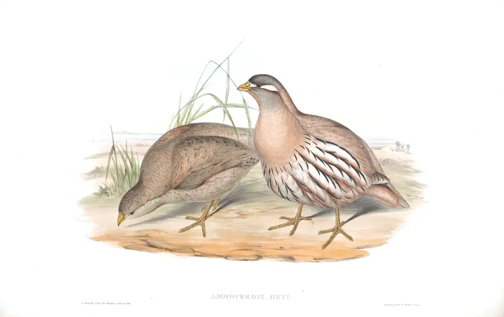 The whole sheet of volume VII, plate 2, with its engraved caption