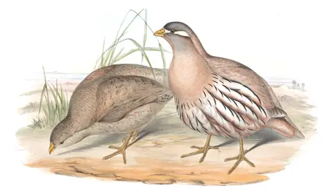 Volume VII, plate 2 of Gould's The Birds of Asia: Sand Partridge (Ammoperdix heyi)