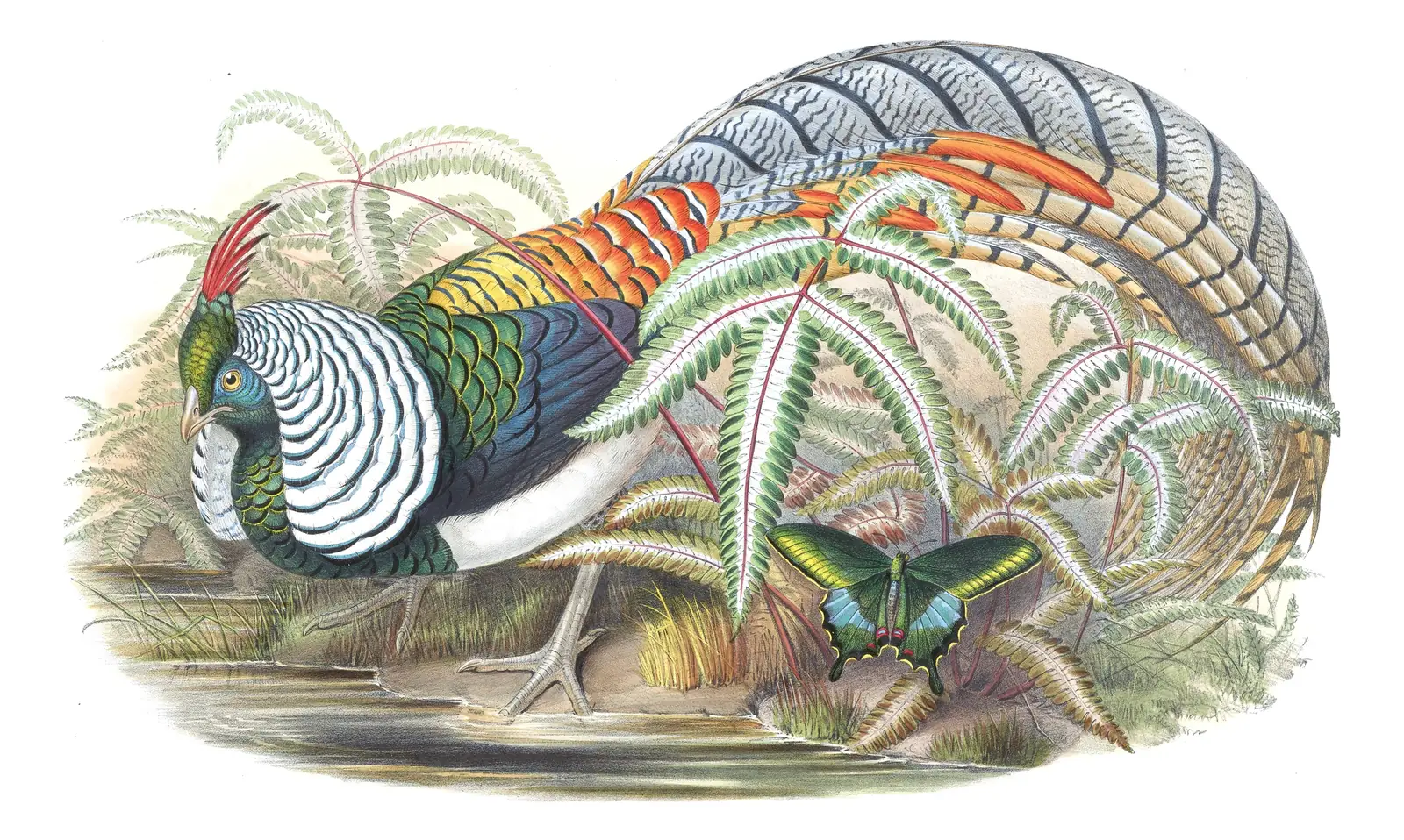 Volume VII, plate 20 of Gould's The Birds of Asia: Lady Amherst's Pheasant (Chrysolophus amherstiae)