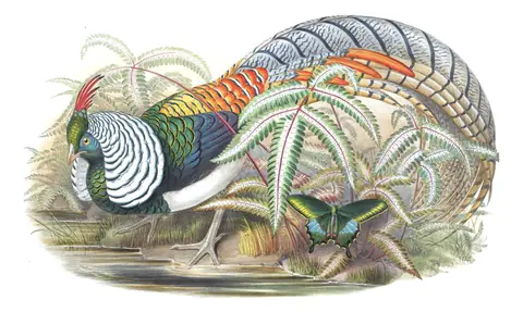 Volume VII, plate 20 of Gould's The Birds of Asia: Lady Amherst's Pheasant (Chrysolophus amherstiae)