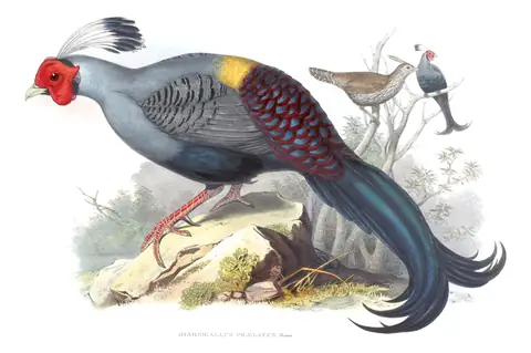 Volume VII, plate 21 of Gould's The Birds of Asia: Siamese Fireback (Lophura diardi)
