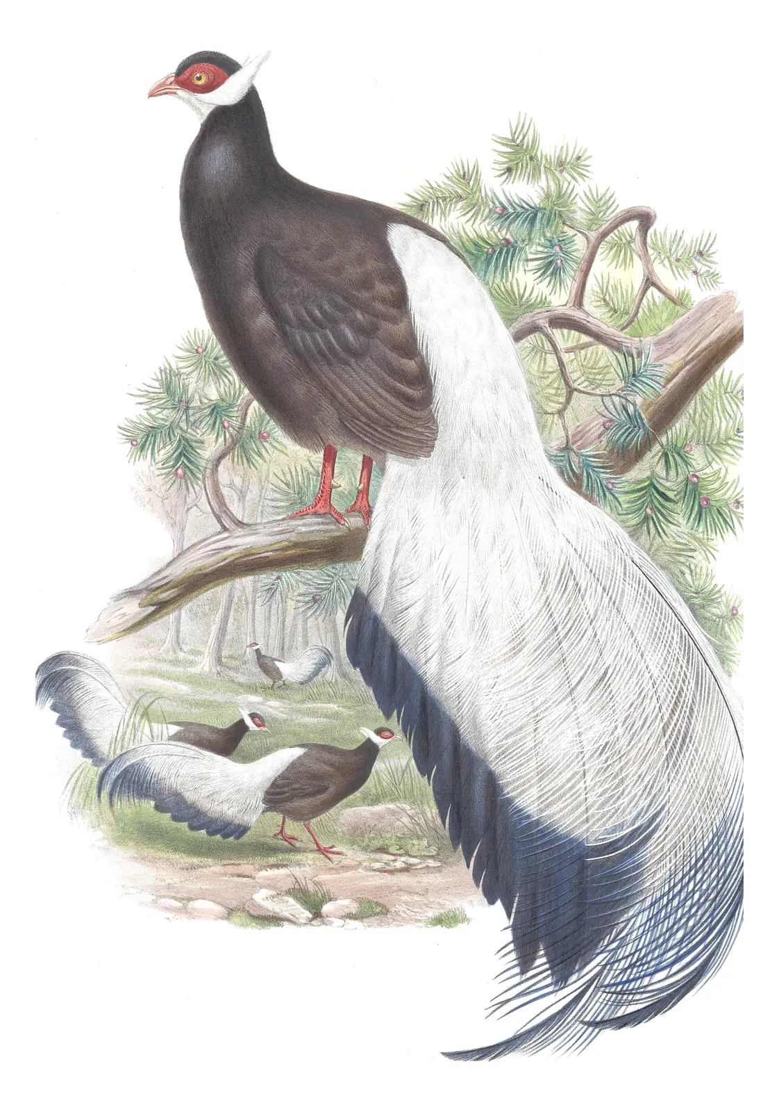 Volume VII, plate 22 of Gould's The Birds of Asia: Brown Eared-Pheasant (Crossoptilon mantchuricum)