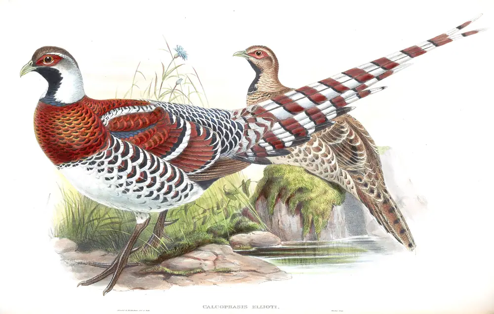 The whole sheet of volume VII, plate 23, with its engraved caption