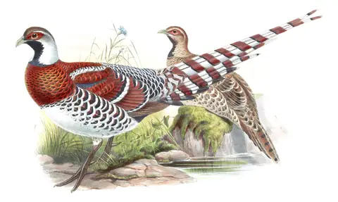 Volume VII, plate 23 of Gould's The Birds of Asia: Elliot's Pheasant (Syrmaticus ellioti)