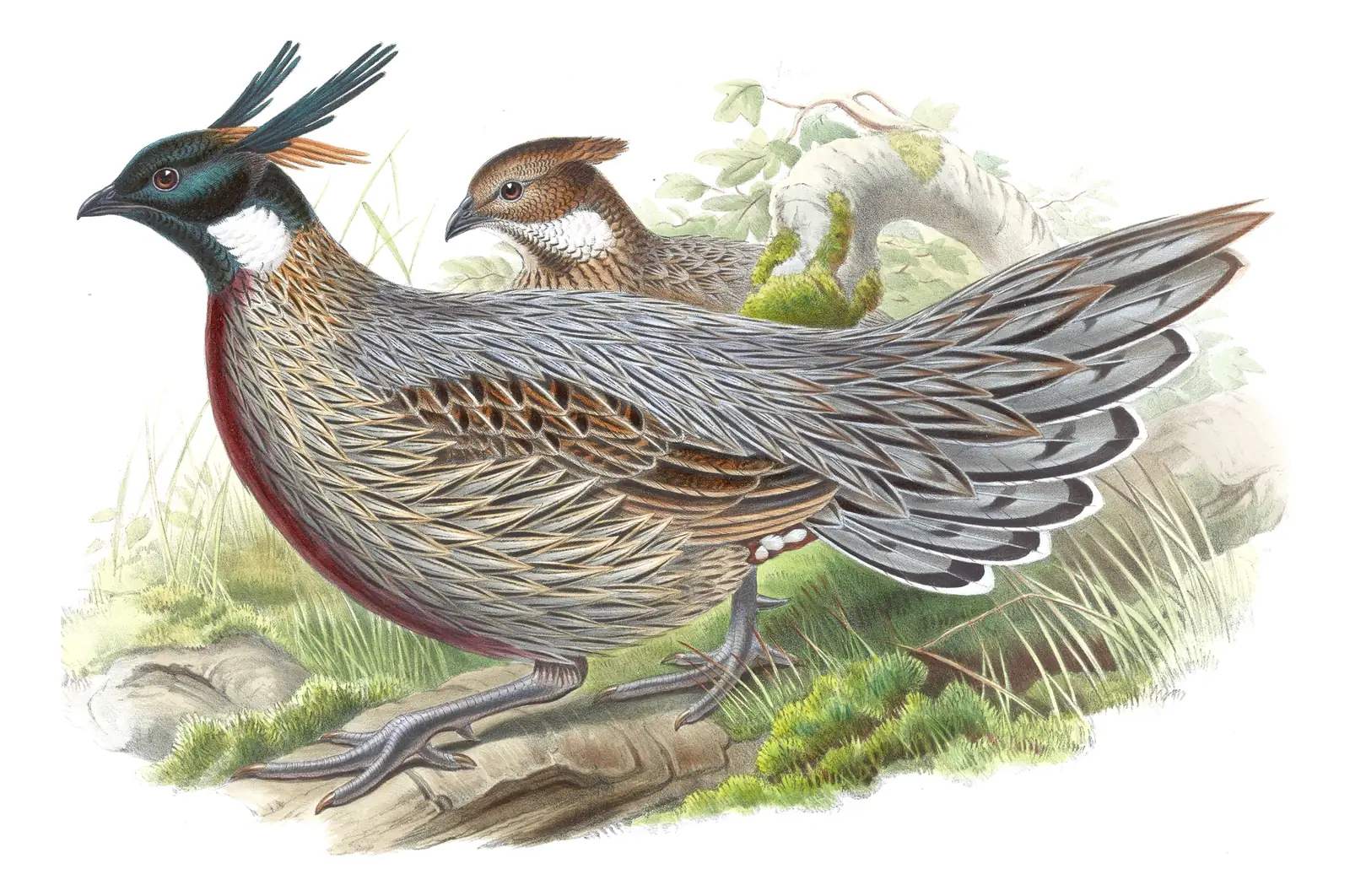 Volume VII, plate 24 of Gould's The Birds of Asia: Koklass Pheasant (Pucrasia macrolopha)