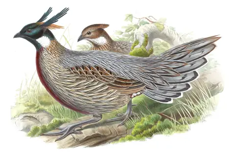 Volume VII, plate 24 of Gould's The Birds of Asia: Koklass Pheasant (Pucrasia macrolopha)