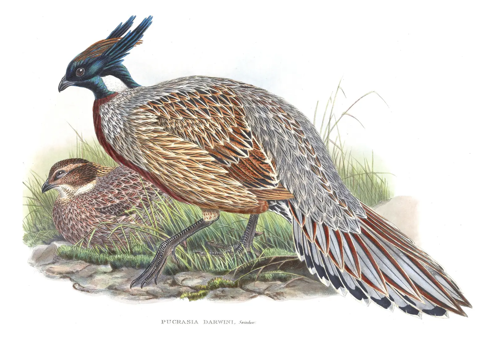 Volume VII, plate 25 of Gould's The Birds of Asia: Koklass Pheasant (Pucrasia macrolopha)