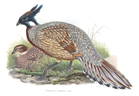 Volume VII, plate 25 of Gould's The Birds of Asia: Koklass Pheasant (Pucrasia macrolopha)