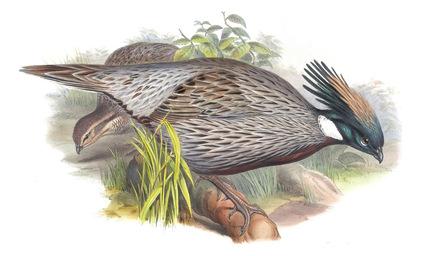 Volume VII, plate 26 of Gould's The Birds of Asia: Koklass Pheasant (Pucrasia macrolopha)