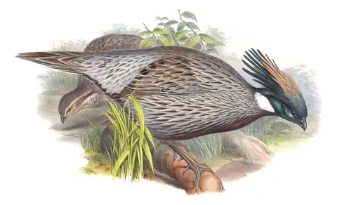 Volume VII, plate 26 of Gould's The Birds of Asia: Koklass Pheasant (Pucrasia macrolopha)