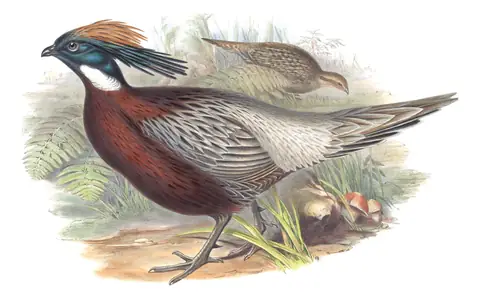 Volume VII, plate 27 of Gould's The Birds of Asia: Koklass Pheasant (Pucrasia macrolopha)