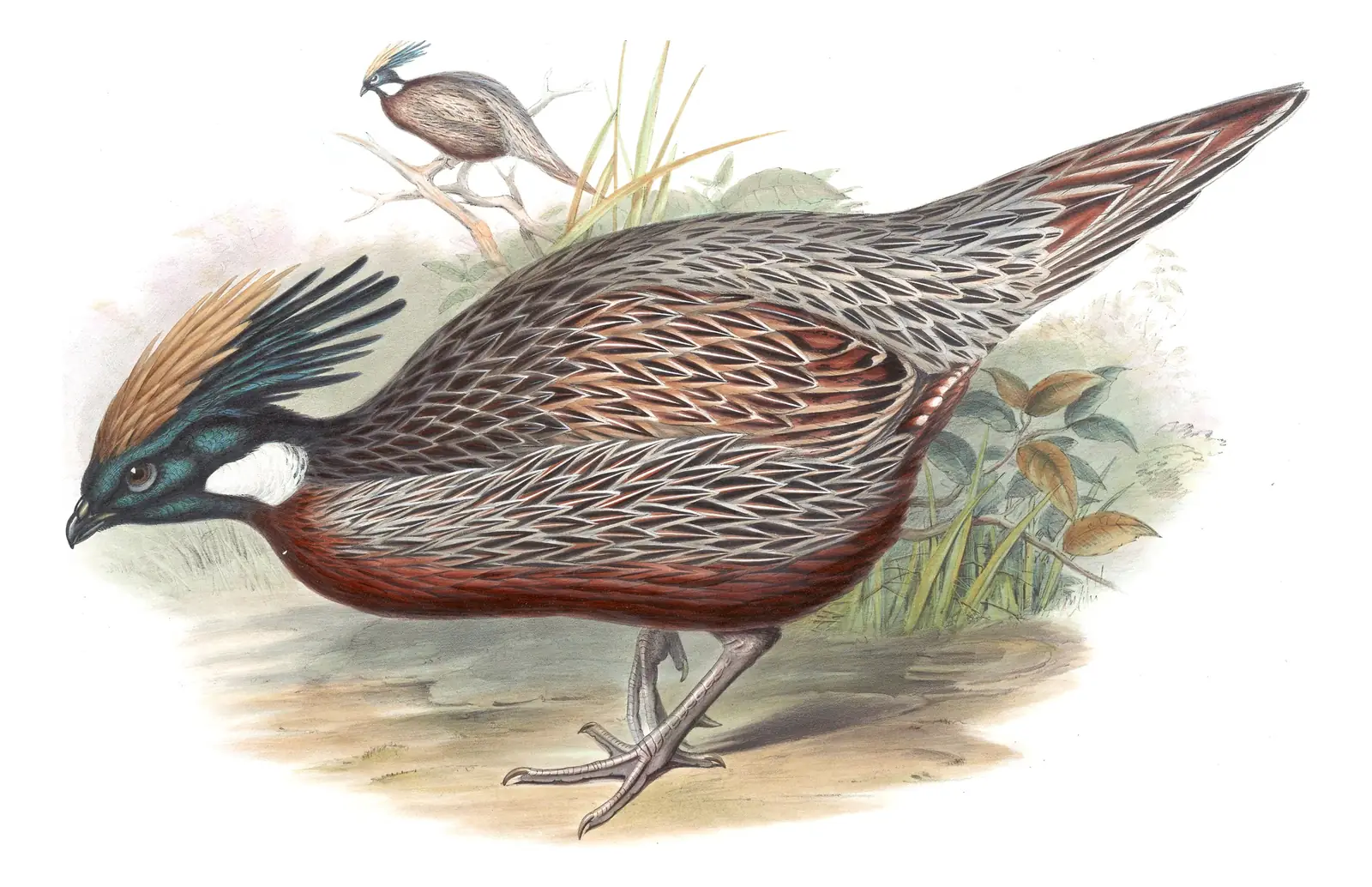 Volume VII, plate 28 of Gould's The Birds of Asia: Koklass Pheasant (Pucrasia macrolopha)