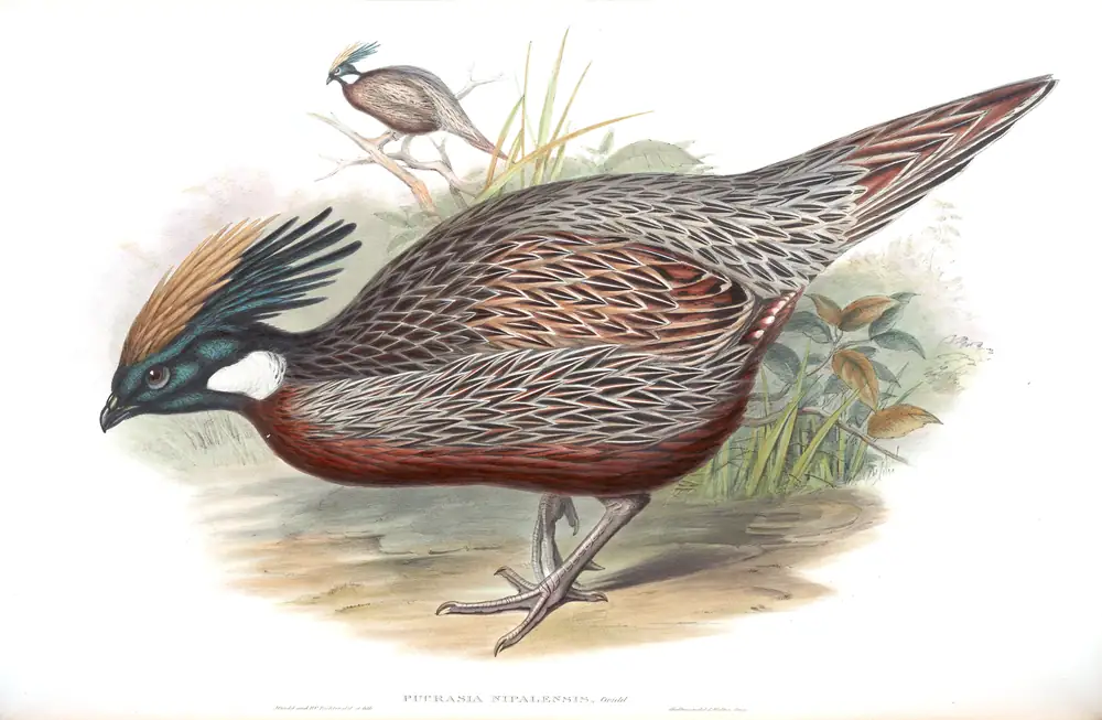 The whole sheet of volume VII, plate 28, with its engraved caption