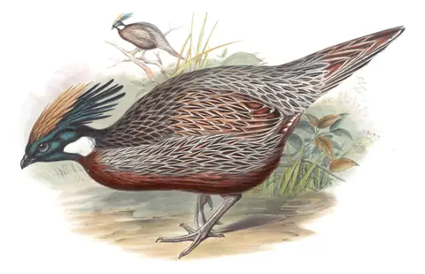 Volume VII, plate 28 of Gould's The Birds of Asia: Koklass Pheasant (Pucrasia macrolopha)