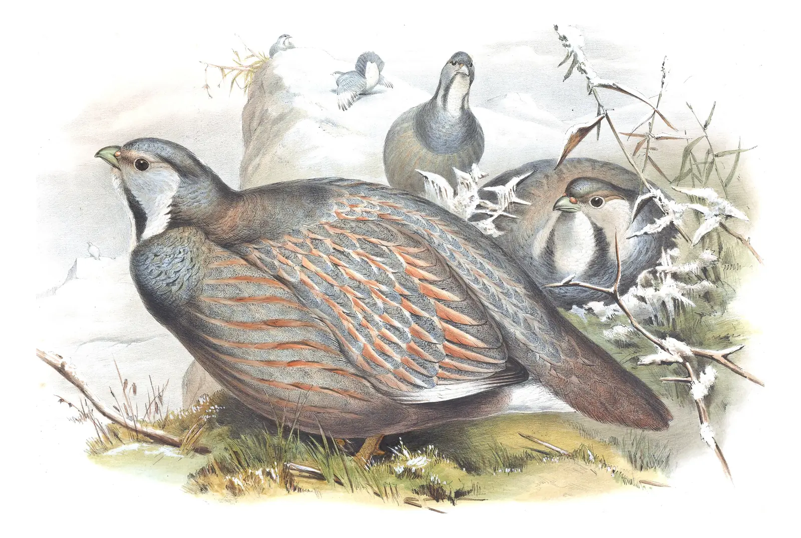 Volume VII, plate 29 of Gould's The Birds of Asia: Caspian Snowcock (Tetraogallus caspius)
