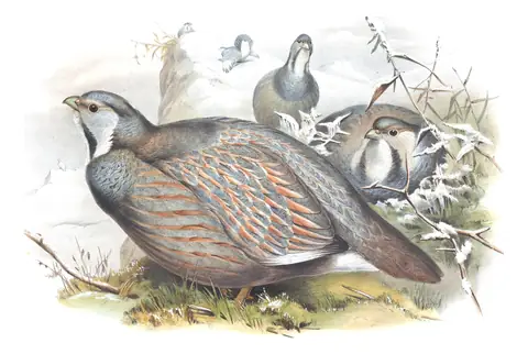 Volume VII, plate 29 of Gould's The Birds of Asia: Caspian Snowcock (Tetraogallus caspius)