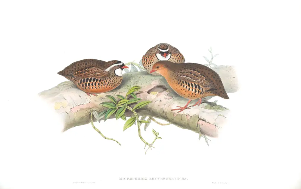 The whole sheet of volume VII, plate 3, with its engraved caption
