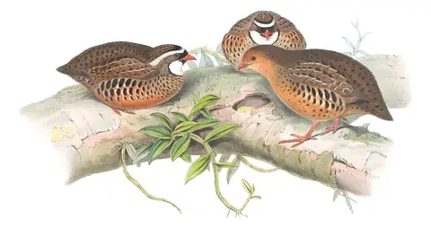 Volume VII, plate 3 of Gould's The Birds of Asia: Painted Bush-Quail (Perdicula erythrorhyncha)