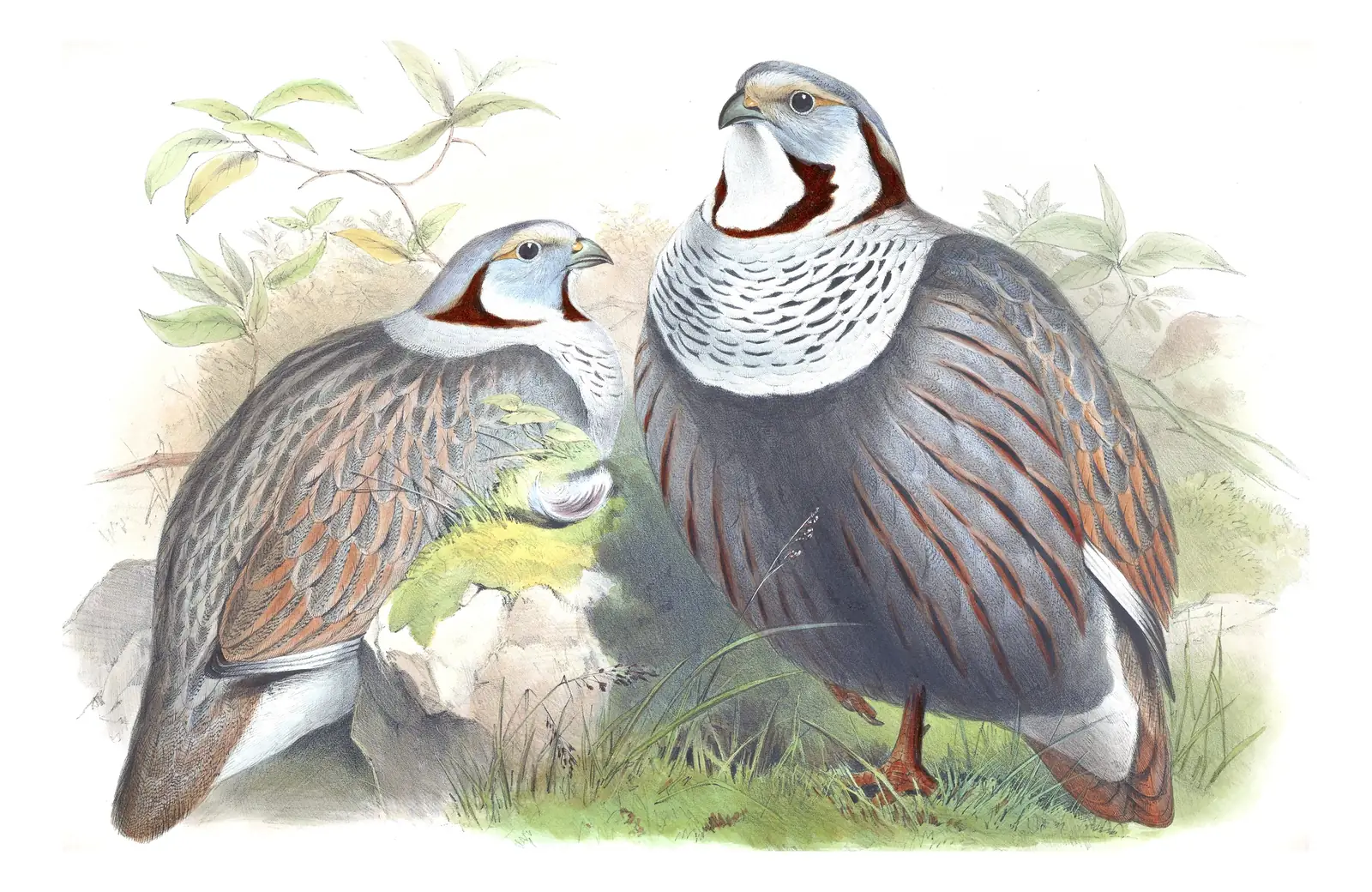 Volume VII, plate 30 of Gould's The Birds of Asia: Himalayan Snowcock (Tetraogallus himalayensis)