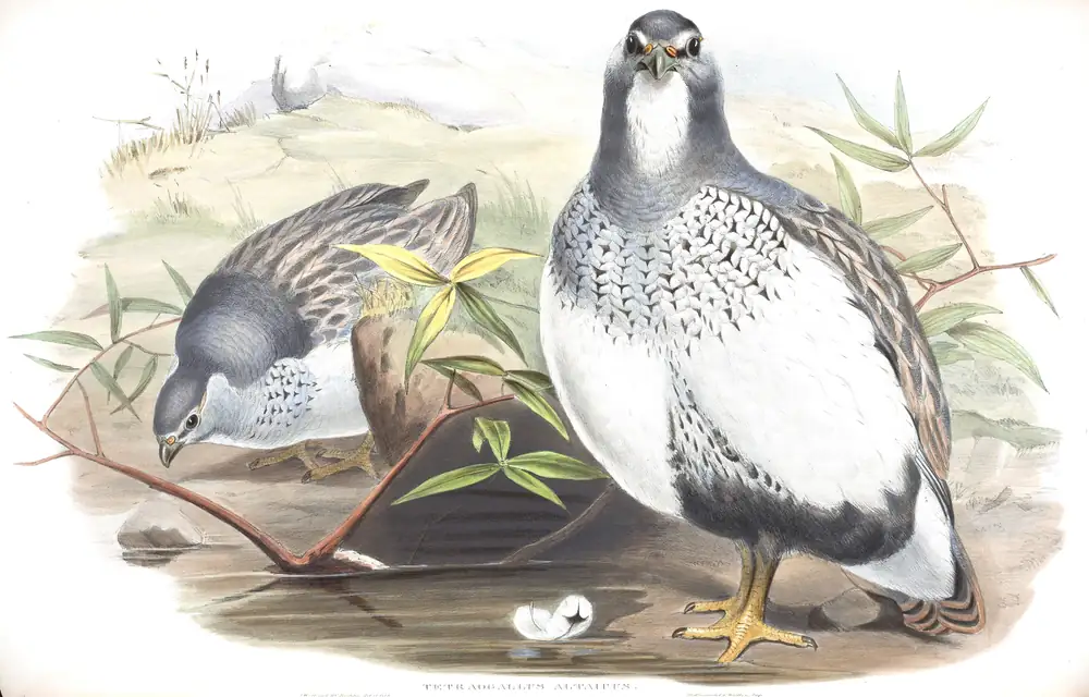 The whole sheet of volume VII, plate 31, with its engraved caption