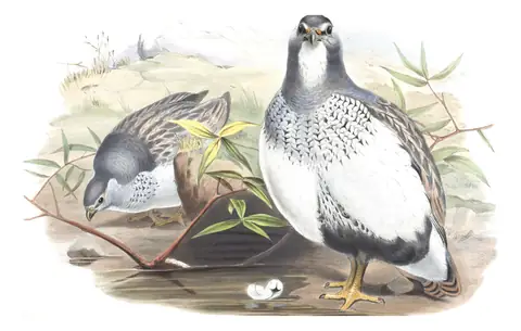 Volume VII, plate 31 of Gould's The Birds of Asia: Altai Snowcock (Tetraogallus altaicus)