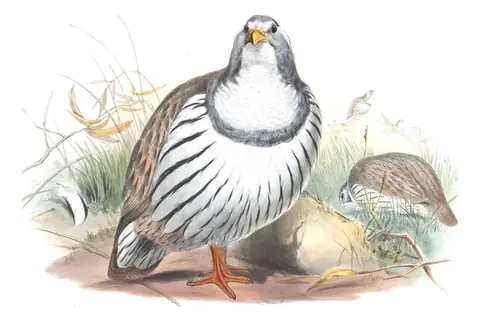 Volume VII, plate 32 of Gould's The Birds of Asia: Tibetan Snowcock (Tetraogallus tibetanus)