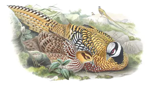 Volume VII, plate 33 of Gould's The Birds of Asia: Reeves's Pheasant (Syrmaticus reevesii)